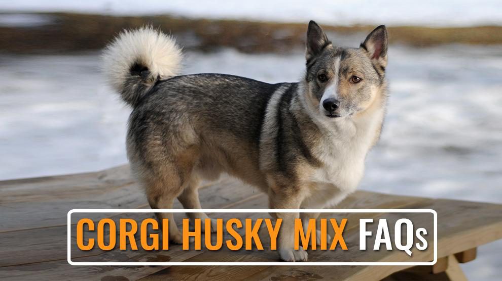 Corgi Husky Mix FAQs