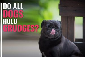 Do Dogs Hold Grudges?