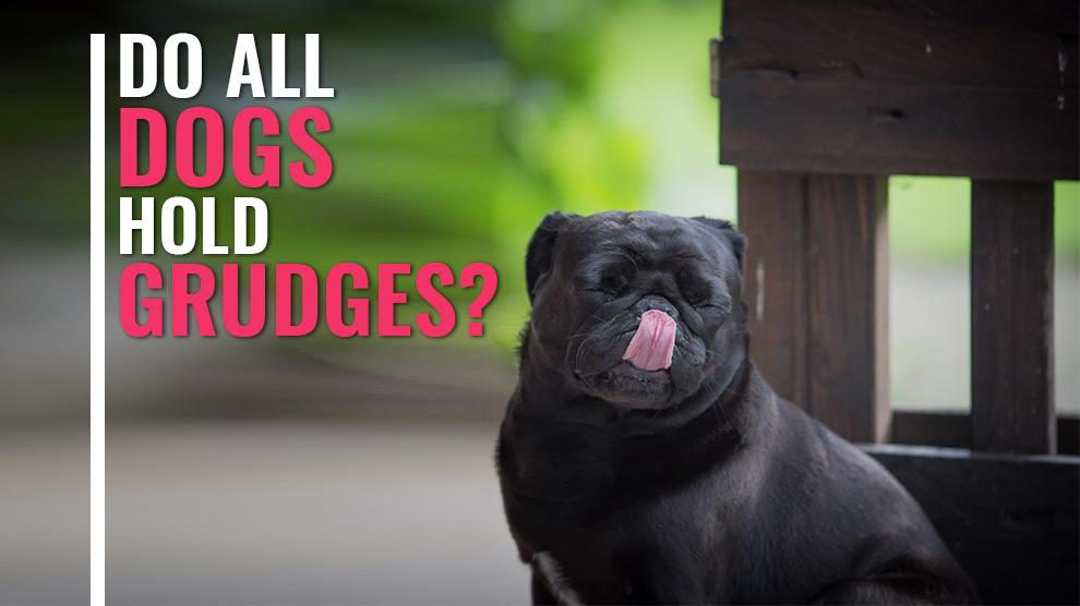 Do Dogs Hold Grudges?