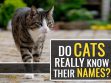 Do Cats Really Know Their Names But Seldom Respond?