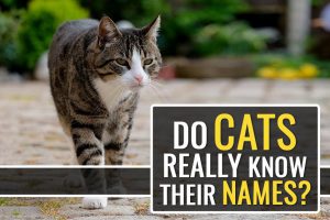 Do Cats Really Know Their Names But Seldom Respond?