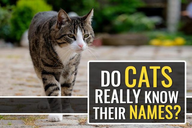Do Cats Really Know Their Names But Seldom Respond?