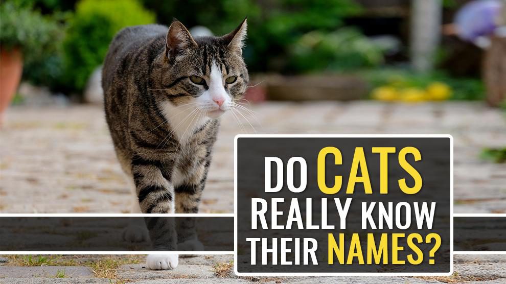 Do Cats Really Know Their Names But Seldom Respond?