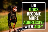 Dog's Behavior Changes With Age