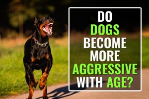 Dog's Behavior Changes With Age