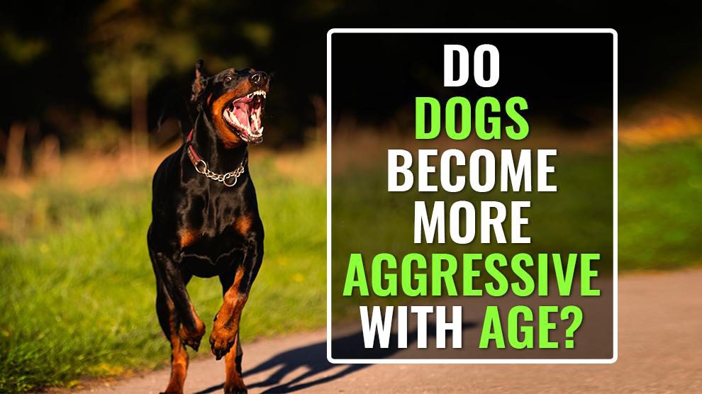 Dog's Behavior Changes With Age