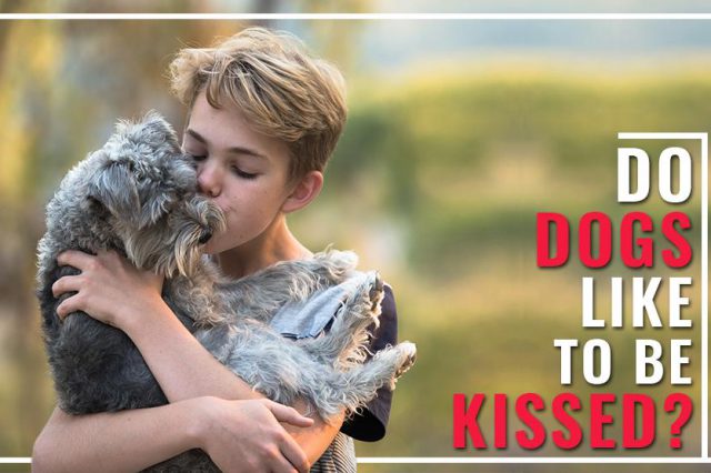 Do Dogs Like To Be Kissed?
