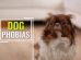 Phobias In Dogs