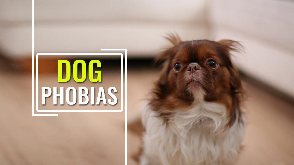 Phobias In Dogs