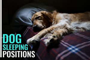 Dog Sleeping Positions