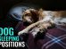 Dog Sleeping Positions