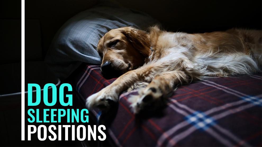 Dog Sleeping Positions