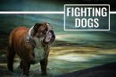 Fighting Dogs