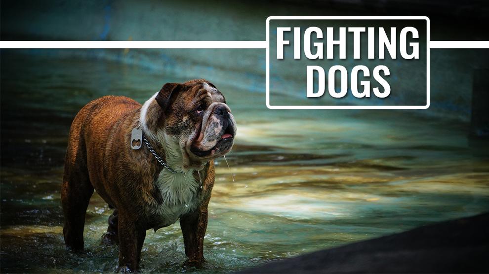 top 10 fighting dogs