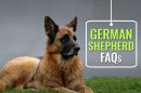 German Shepherd FAQs
