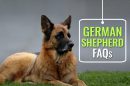 German Shepherd FAQs