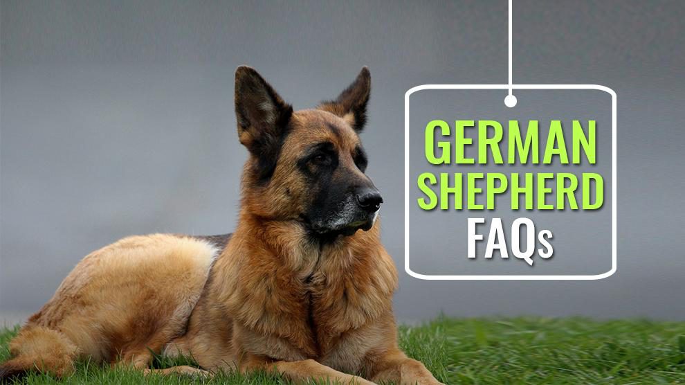 German Shepherd FAQs