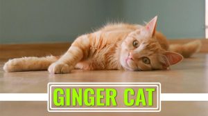 Ginger Cat