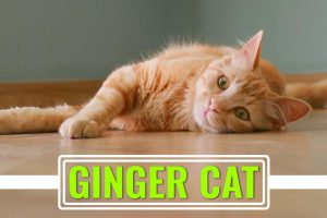 Ginger Cat