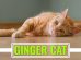 Ginger Cat