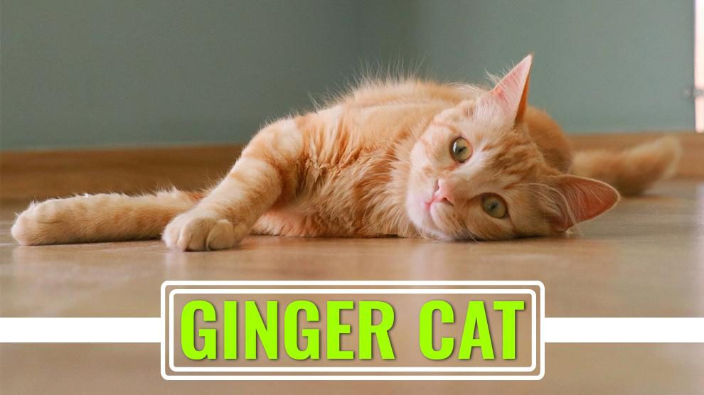 Ginger Cat