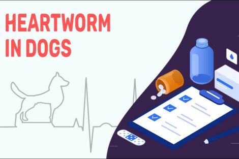 Heartworm In Dogs
