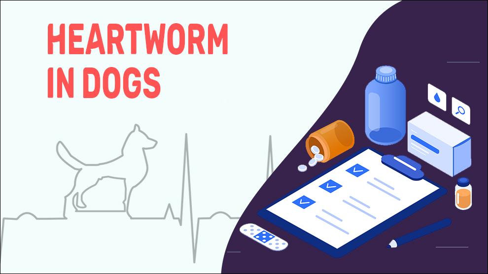 Heartworm In Dogs