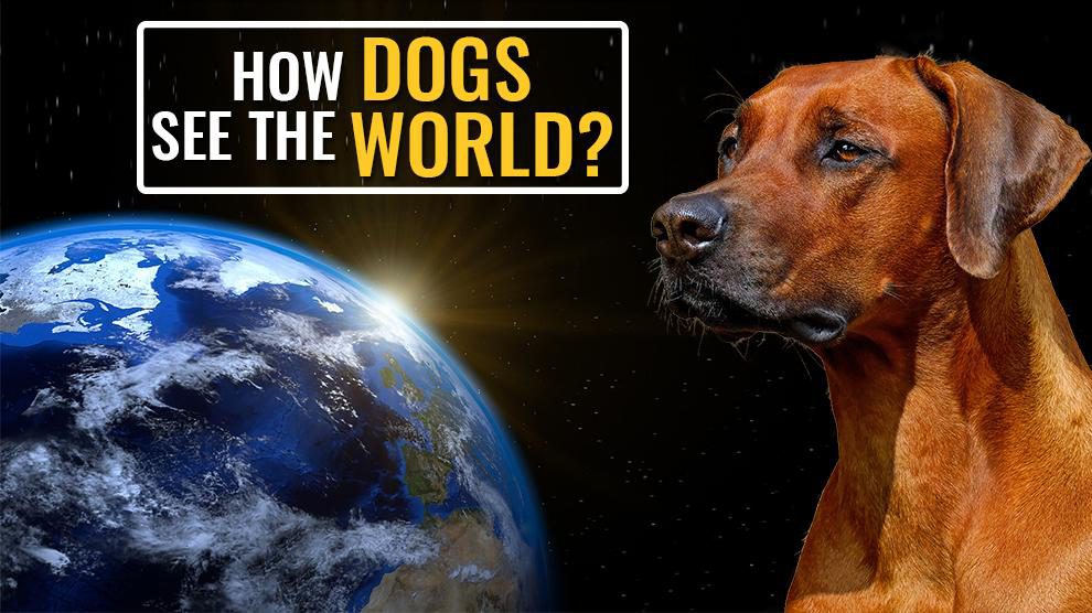 How Dogs See The World?