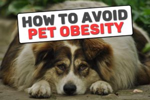 How To Avoid Pet Obesity?