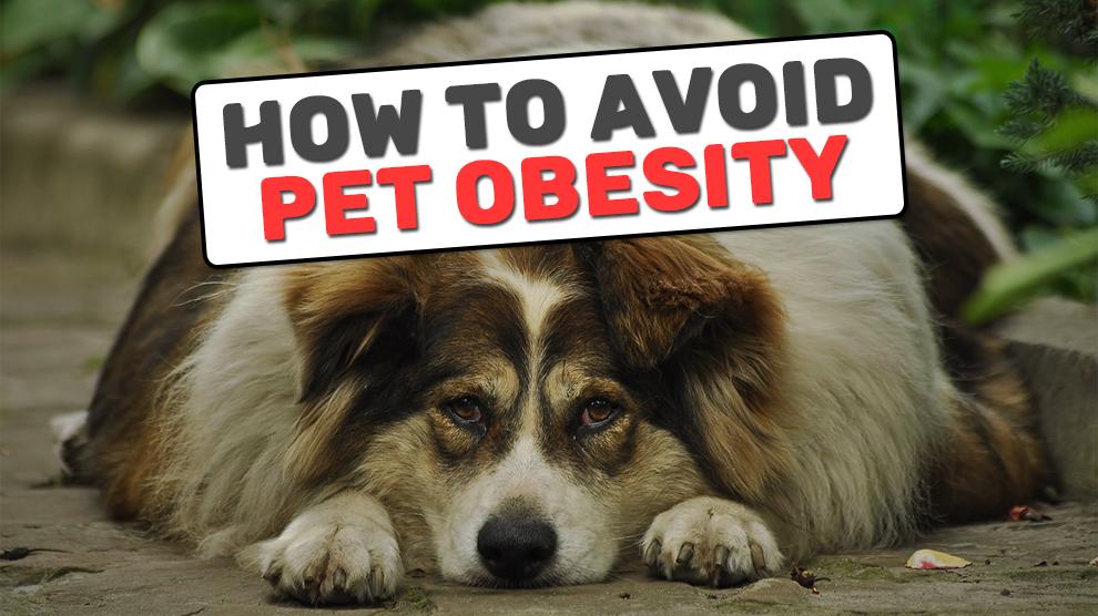 How To Avoid Pet Obesity?