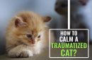 How to Pacify a Cat After a Traumatic Loss?