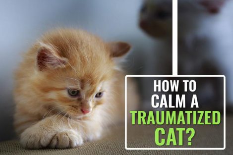 How to Pacify a Cat After a Traumatic Loss?