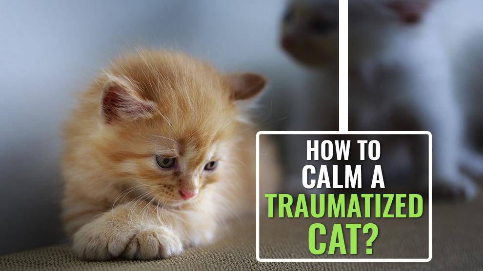 How to Pacify a Cat After a Traumatic Loss?