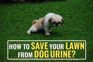 How To Prevent Dog Urine From Destroying Your Lawn?