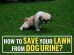 How To Prevent Dog Urine From Destroying Your Lawn?