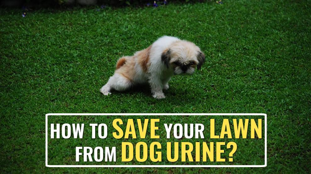 How To Prevent Dog Urine From Destroying Your Lawn?