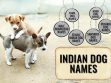 Indian Dog Names