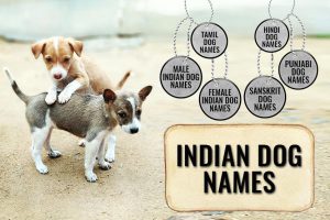 Indian Dog Names