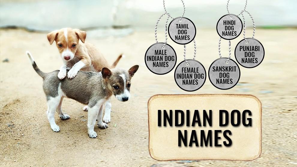Handpicked Best Indian Dog Names Backed With Full Meanings - Petmoo