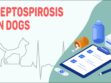 Leptospirosis In Dogs