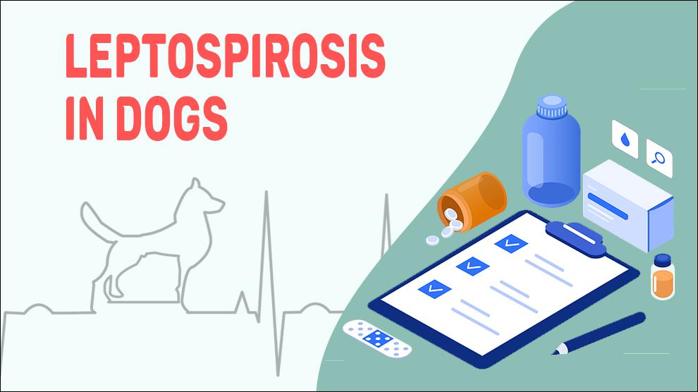 Leptospirosis In Dogs
