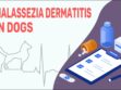 Malassezia Dermatitis In Dogs