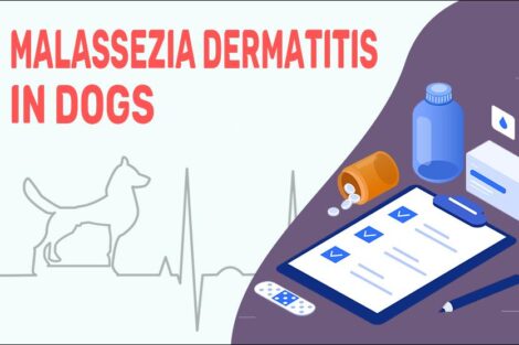 Malassezia Dermatitis In Dogs
