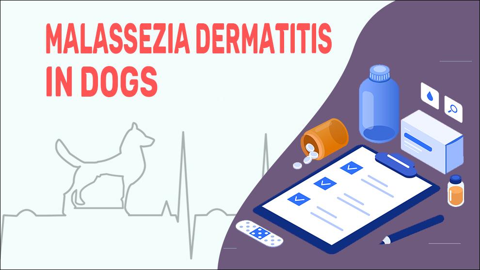 Malassezia Dermatitis In Dogs