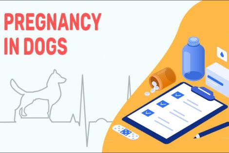 Pregnancy In Dogs