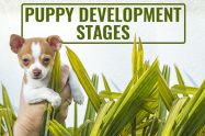 Puppy Development Stages