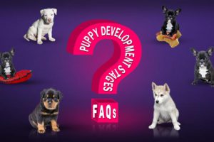 Puppy Development Stages FAQ