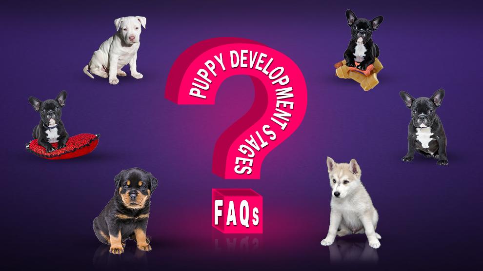 Puppy Development Stages FAQ