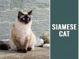 Siamese Cat
