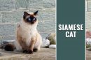 Siamese Cat